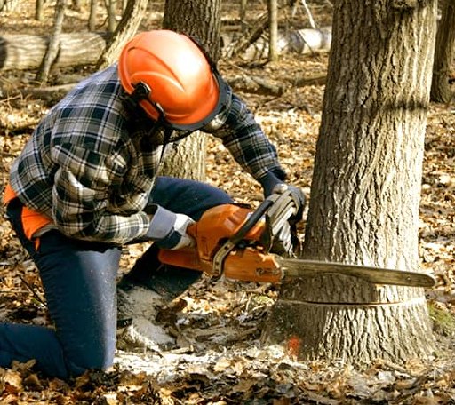 Tree Removal in Chester, MA